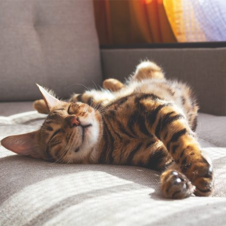 20251215 Chat qui dort 550x550